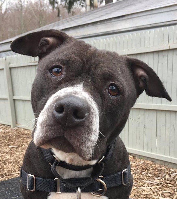 ADOPT ME? Bella’s Soulful Eyes Will Melt Your Heart
