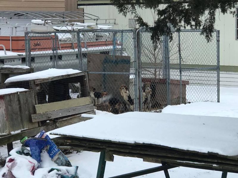 23 Dogs Left Out In Cold at Condemned Home