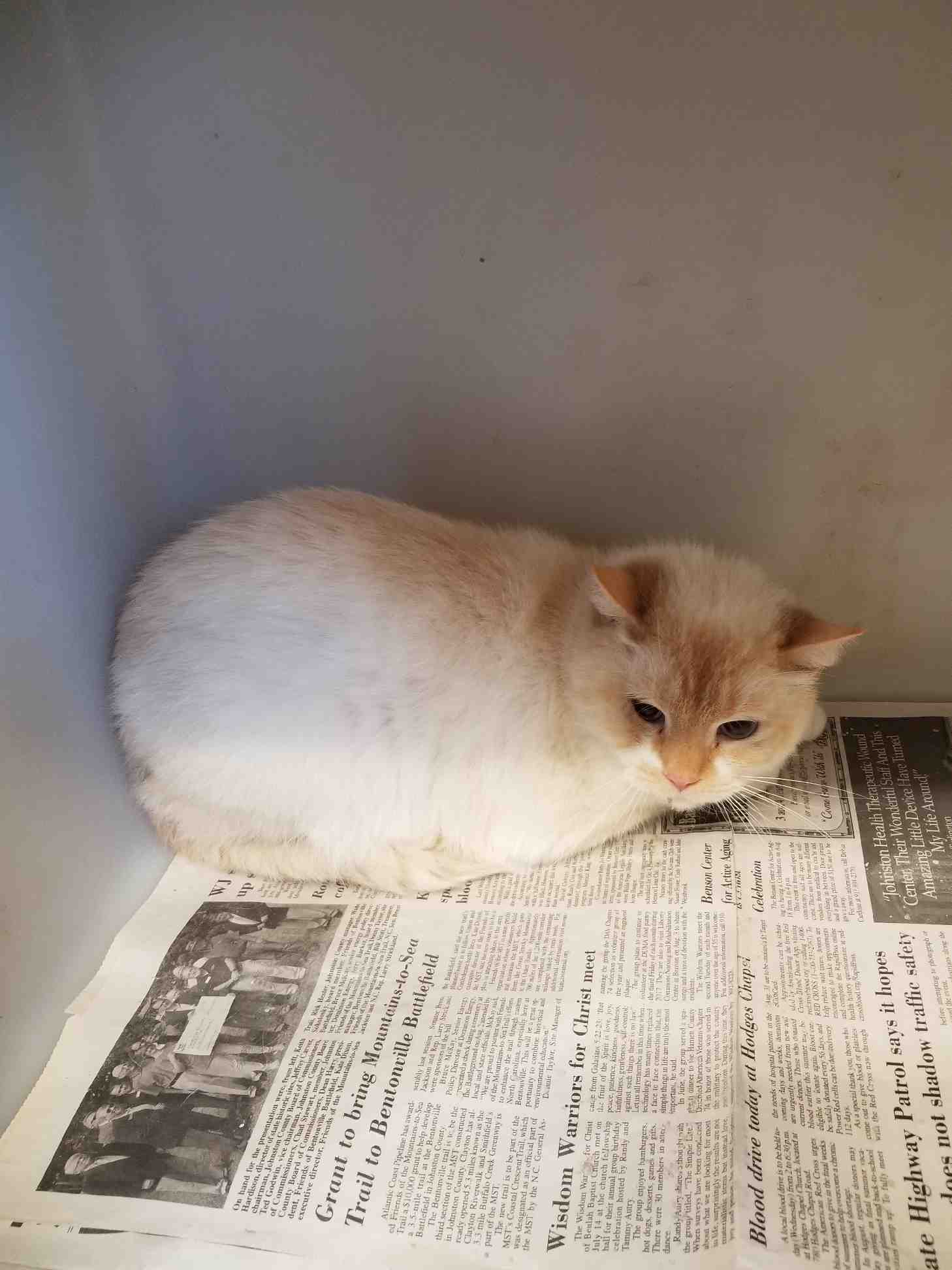 Adopt Me? A little shy, Gorgeous Marshmallow is Sweet, too!