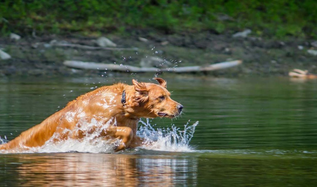 Keeping Our Pets Safe This Summer