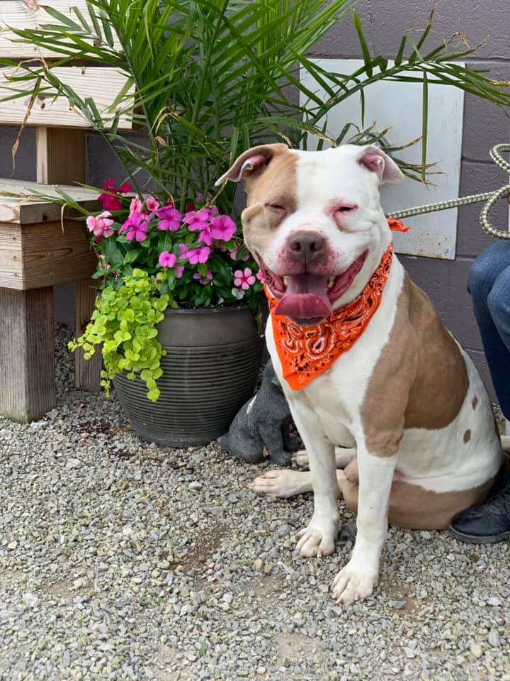 Meet some Happy Faces from Muskingum County Dog Warden and Adoption Center