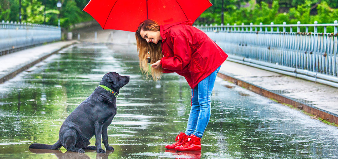 Update on Franklin County Dog Shelter and Columbus Humane