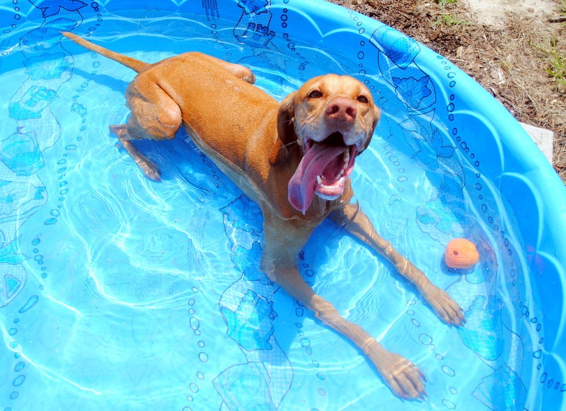 Watch out for Furry Friends in the Heat!