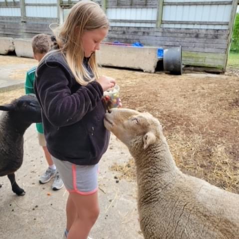 Sleepy Time for Farm Animals At Sanctuary