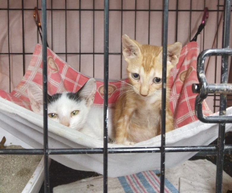 A Long Journey Home: 36 Cats Rescued from Streets