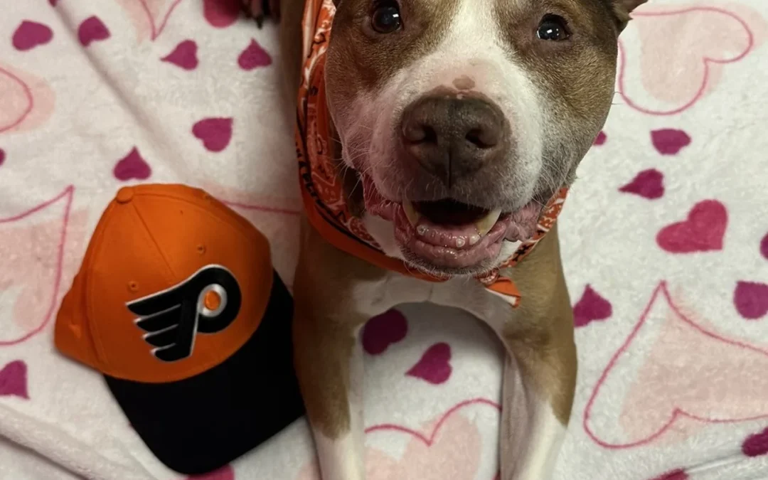 Hockey & Hounds Pup of the Week: FROG